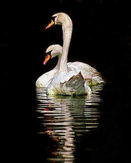 swans-lake-od-22