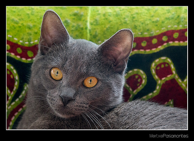 Una docena de beneficios de tener una mascota